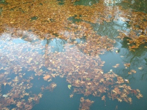 Fallen leaves in St. Louis